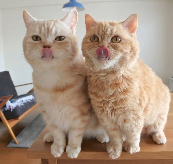 マンチカンのマフィンちゃんと、セルカークレックスのチーズちゃん