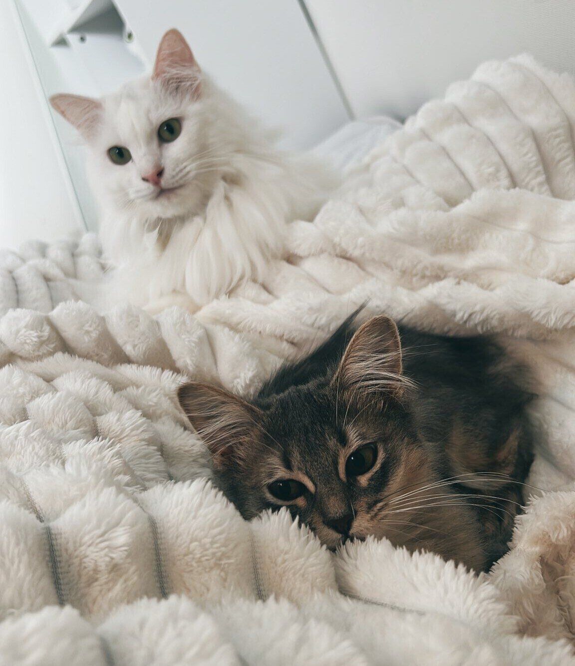 仲良く飼い主さんに甘えるネリちゃん、キヌちゃん。