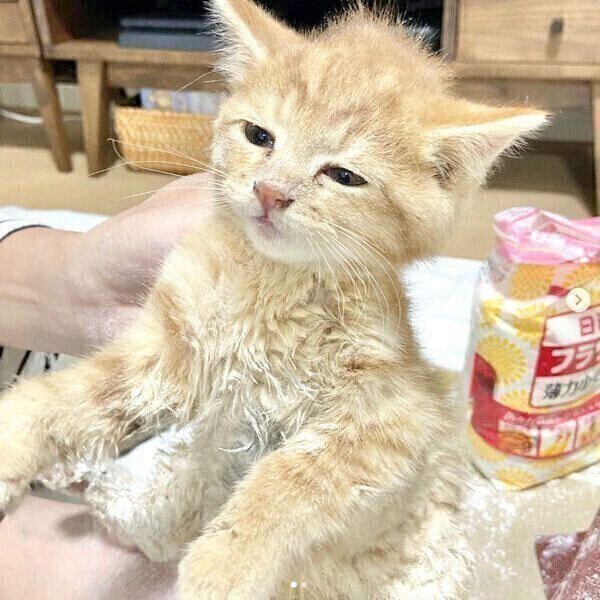 小麦粉で体の汚れを落としてもらうみゃおちゃん