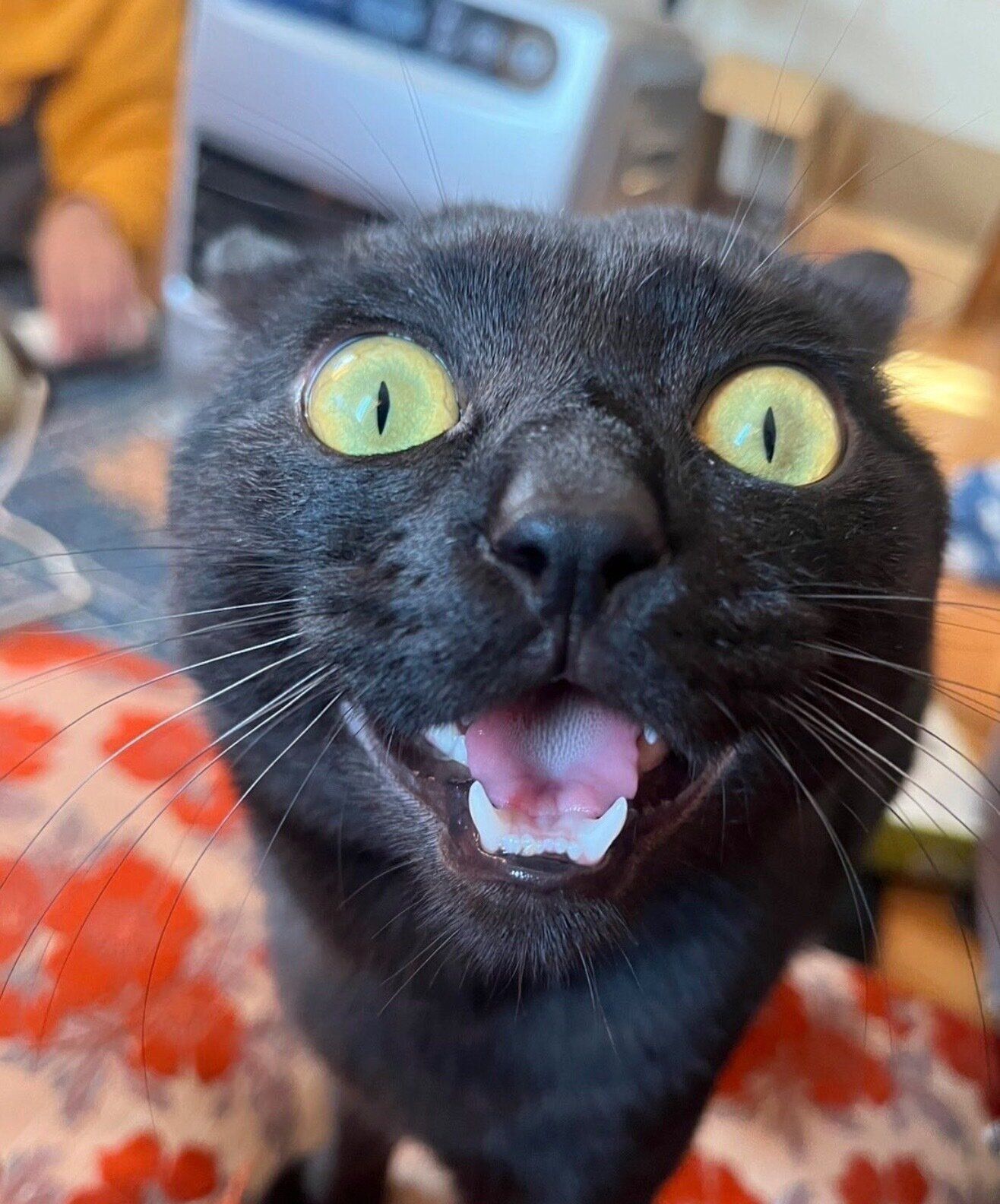 元気いっぱいなサラミくん