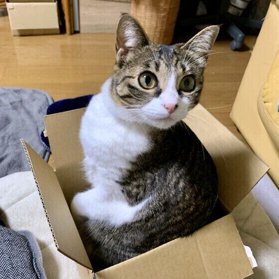 段ボール好きなクロエちゃん