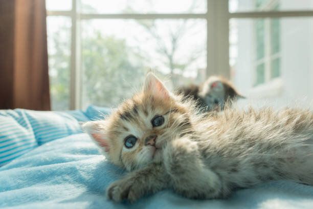 ベッドの上のかわいい子猫