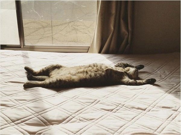 仰向けニャンコ