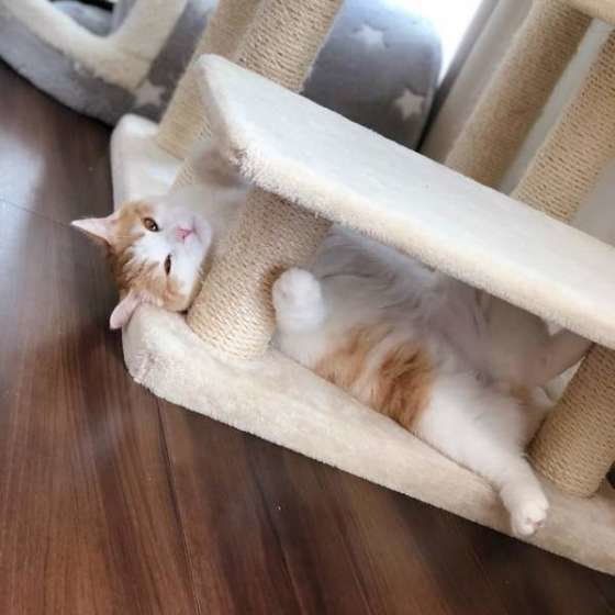 家具にすりすり