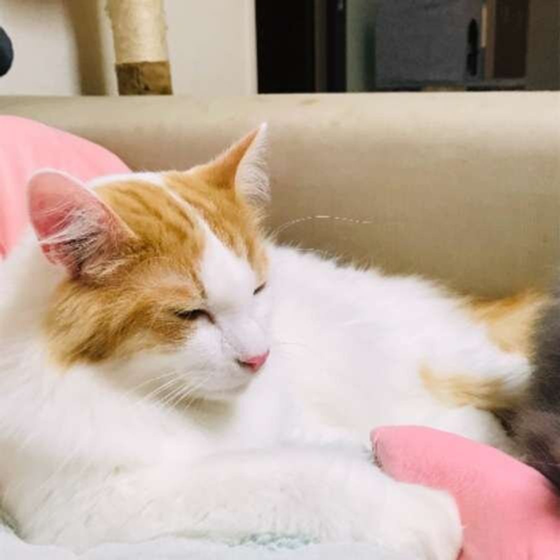 猫が飼い主の体に乗ってくる4つの理由 顔やお腹など 場所によっても違うの ねこのきもちweb Magazine 猫が飼い主の体に乗ってくる4つの理由 顔やお腹など 場所によっても違うの ねこのきもちweb Magazine