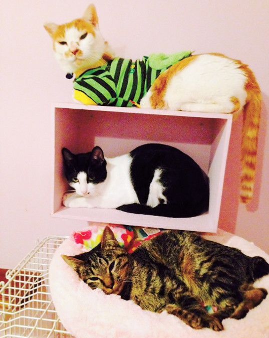 東京　町田　猫カフェ　いぬねこcafe Lua