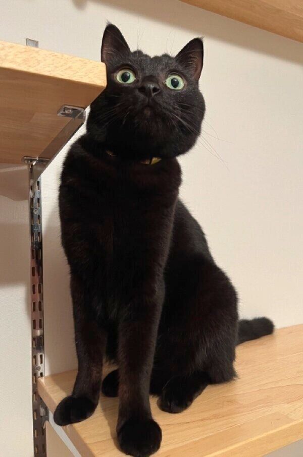 くるくるとした目が可愛らしいクロタくん