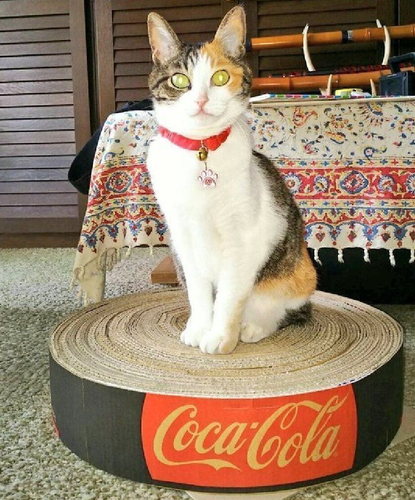 コーラの段ボールで作った爪とぎ