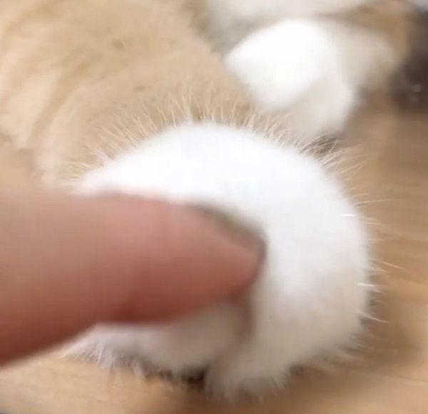 お手てがモフモフなスコティッシュフォールド