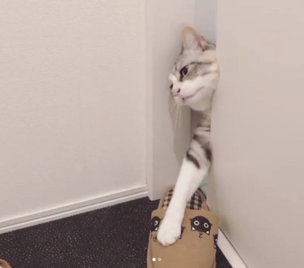 スリッパに狙いを定める猫