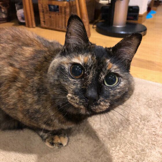 顔を向けるサビ猫