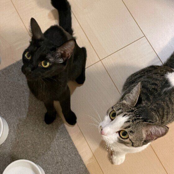 Mix（黒）のあんこちゃんたち♪