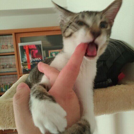 サバトラMIXの文太くん