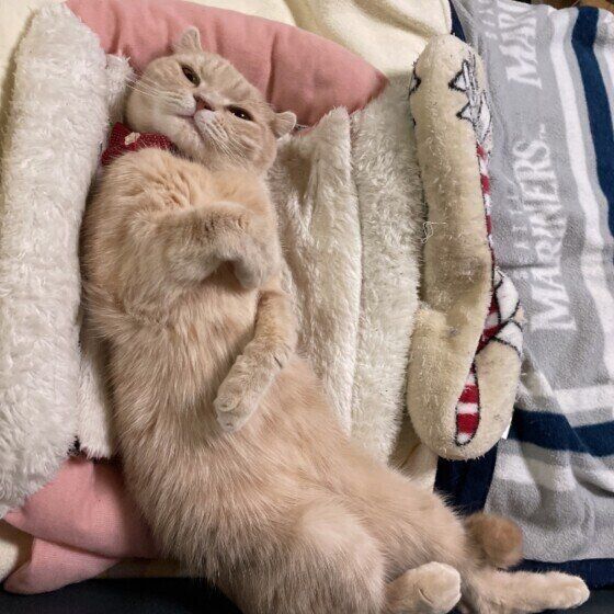 まったりするスコティッシュフォールド