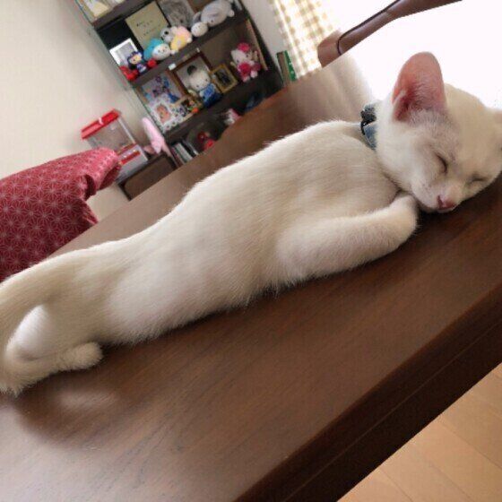 MIX白のみーたろうくん