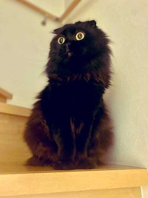 階段に座る黒猫