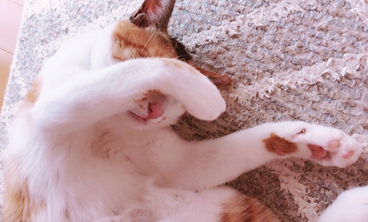 愛猫に引っかかれた 噛まれた 引き金になったことを大調査 ねこのきもちweb Magazine 愛猫に引っかかれた 噛まれた 引き金になったことを大調査 ねこのきもちweb Magazine