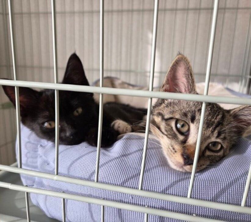 飼い主さんを見つめるバルくん、メイちゃん。
