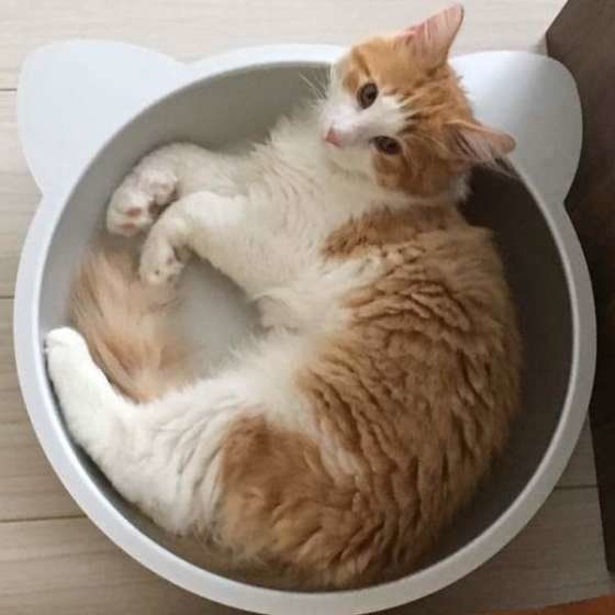 ノルウェージャンフォレストキャット ポンデ君