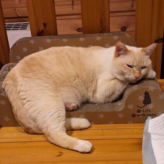 MIX茶×白の琥珀くん