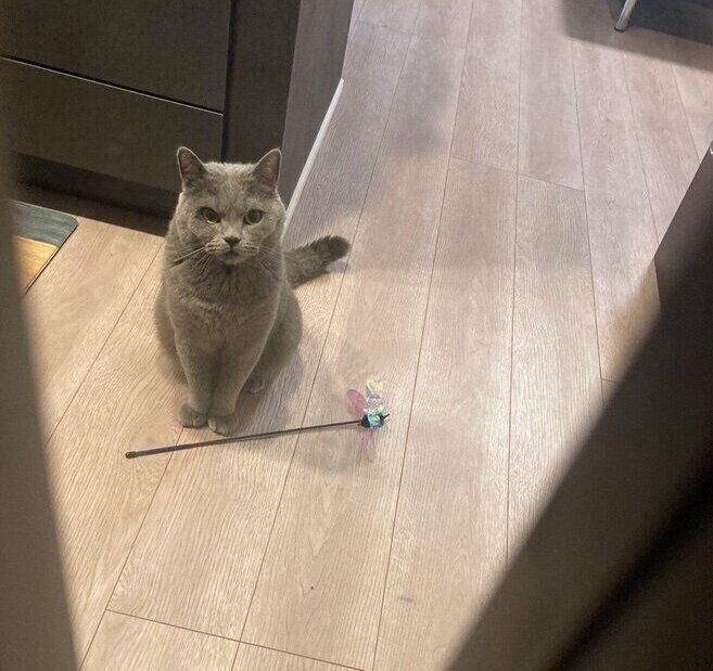 猫じゃらしを持ってきて飼い主さんのことを待つおそばくん