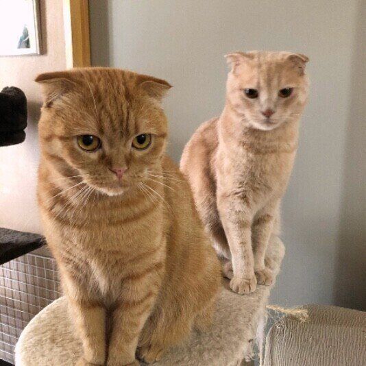 見つめるスコティッシュフォールド