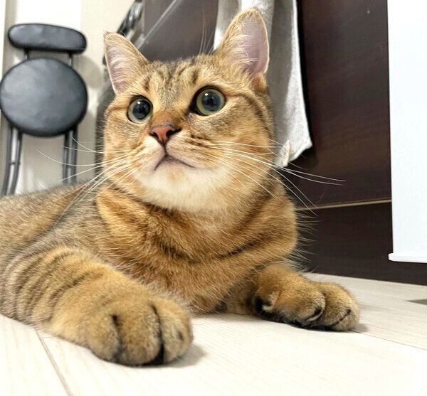 くつろぐみにらくん