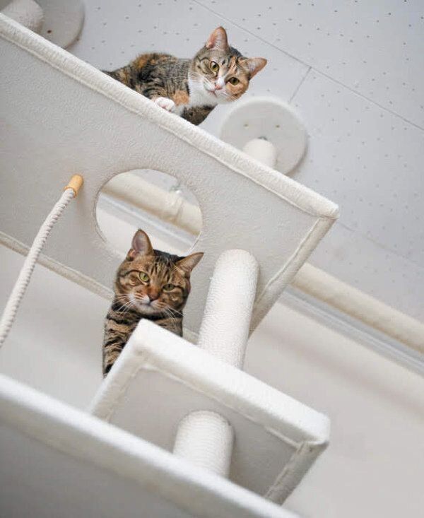 あなたと暮らす愛猫の世界には22の好きがあふれている