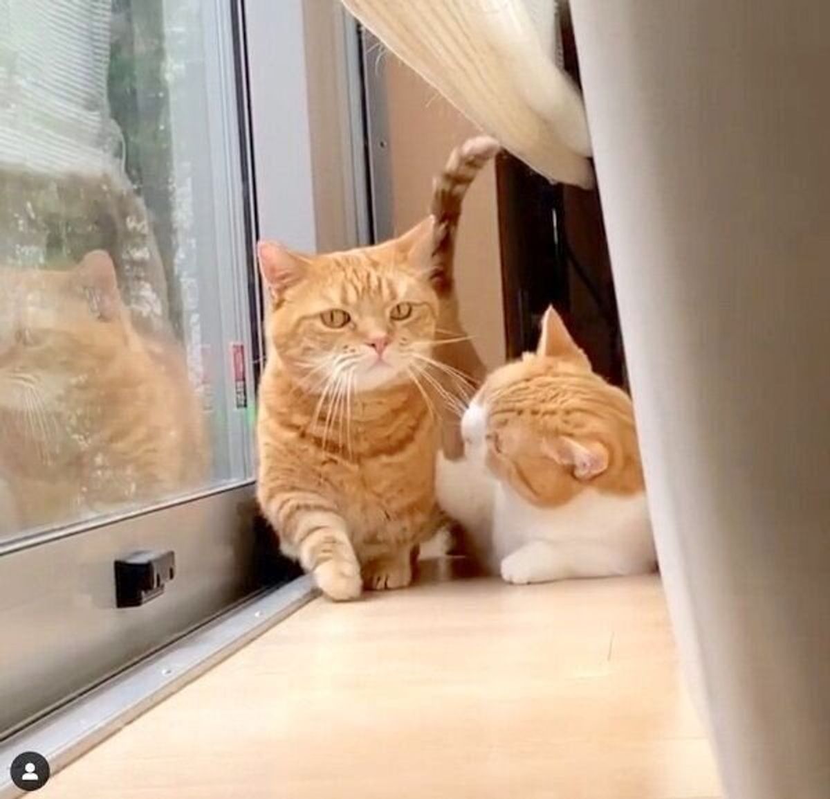 兄猫の たぷたぷしたお腹 を触る妹猫 笑 2匹の超絶可愛いやりとりはずっと見てられる ねこのきもちweb Magazine 兄猫の たぷたぷしたお腹 を触る妹猫 笑 2匹の超絶可愛いやりとりはずっと見てられる ねこのきもちweb Magazine