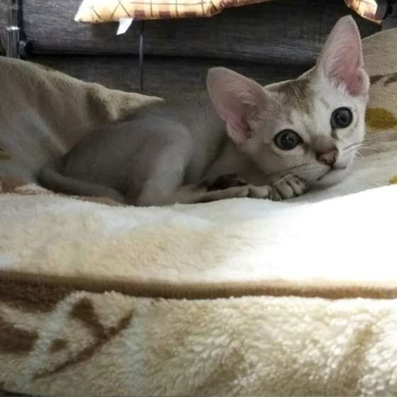 シンガプーラ・こたろうくん