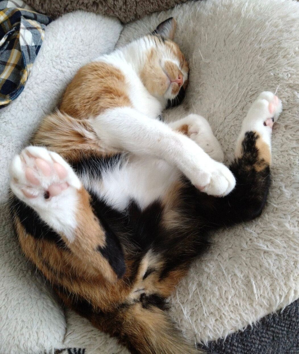 まったりするニアちゃん