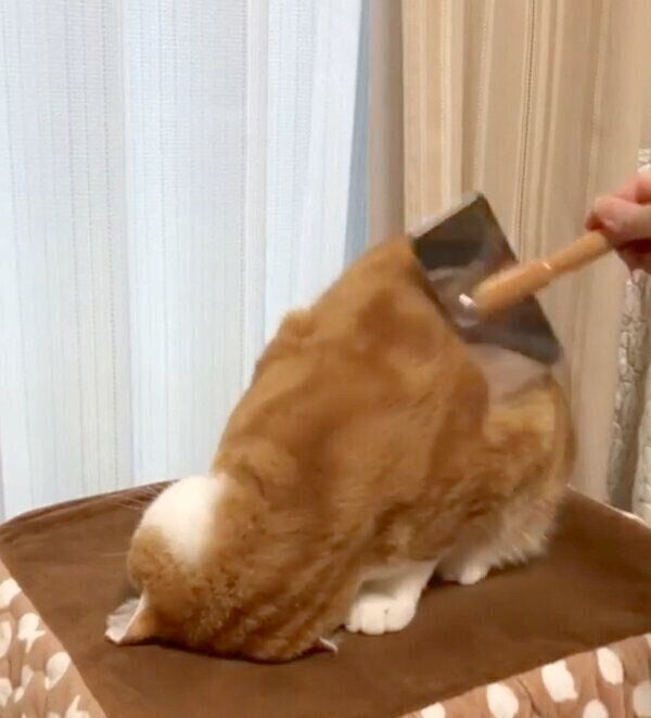 ブラッシングしてもらうもんちゃん