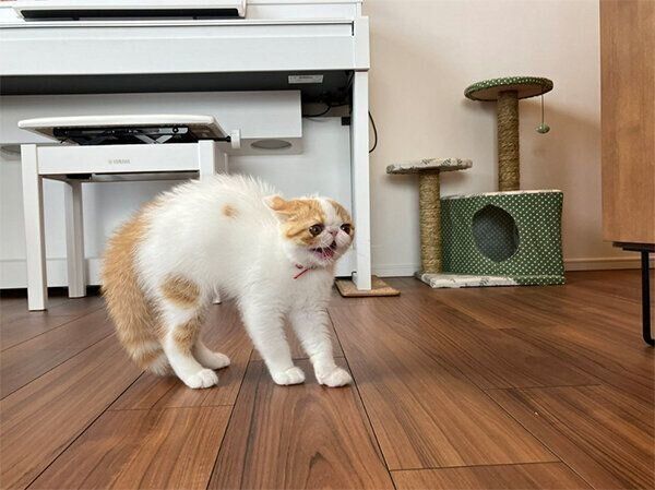 シャンプーしたきなこちゃんを見て威嚇するこんぶちゃん