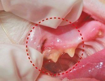 写真提供／フジタ動物病院