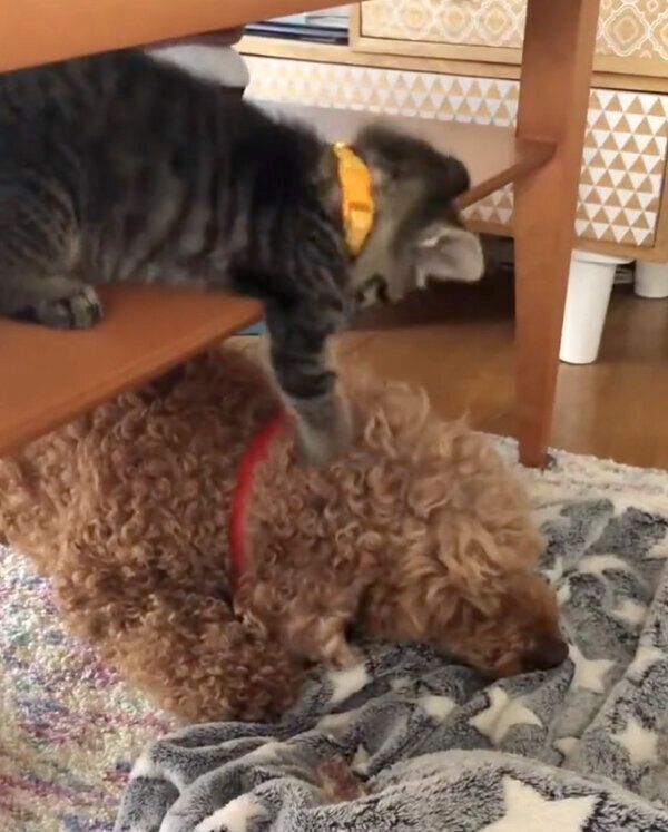 先住犬・リクさんにちょっかいを出すアテチちゃん