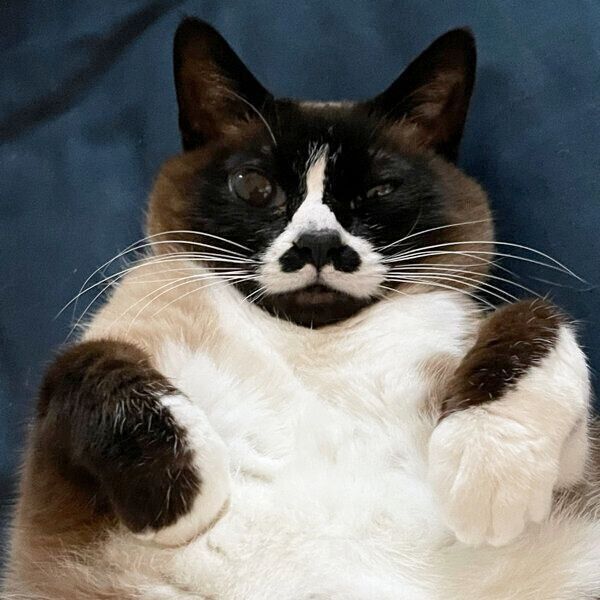 ヘソ天するみたらしちゃん