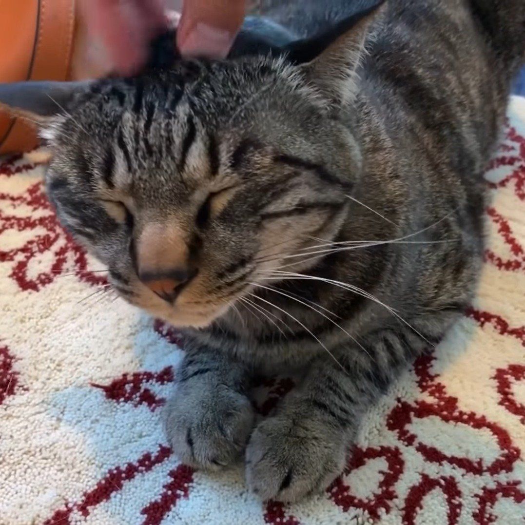 嬉しそうなクロちゃん