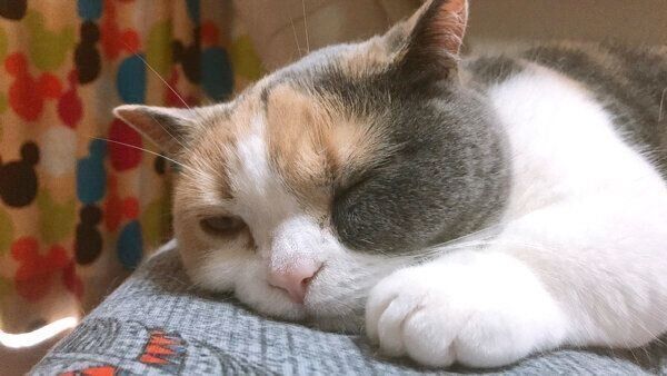 目を開けて眠るリラちゃん