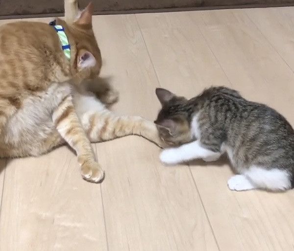 遊びたい子猫