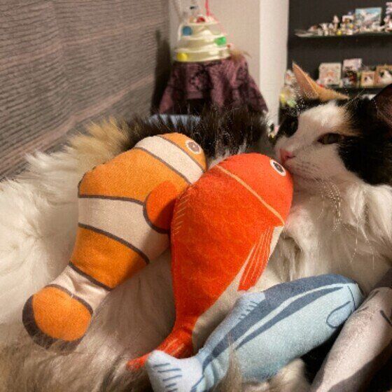 みぃちゃん（MIX）