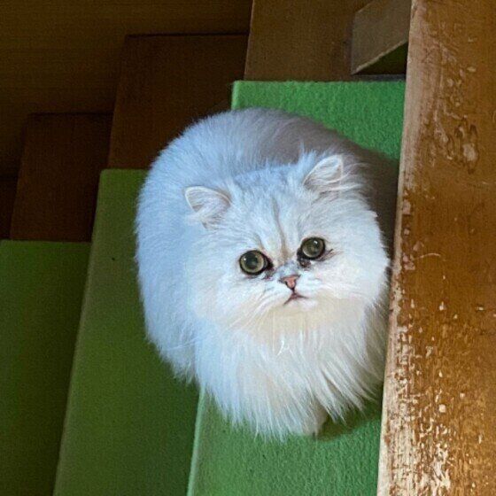 見つめるペルシャ