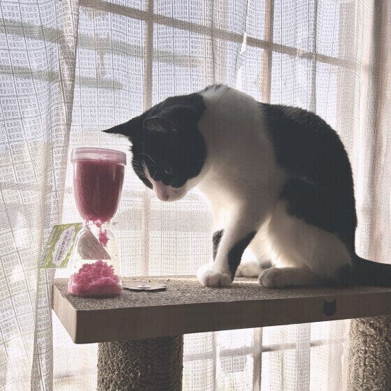 窓辺で過ごす日本ネコ