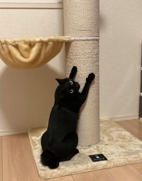 爪とぎをするあさりちゃん