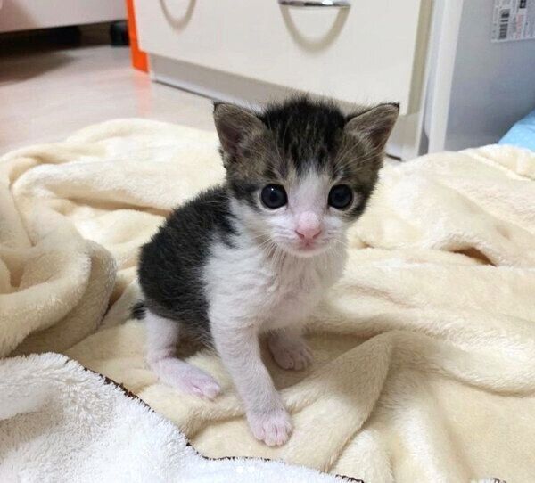 見つめるソラくん