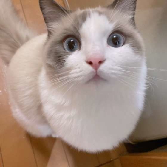 見つめるラグドール