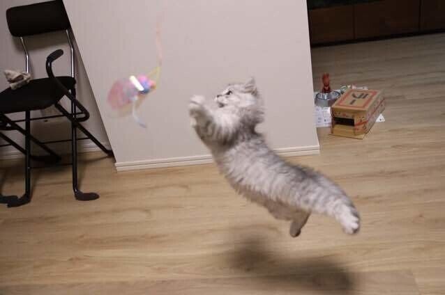 おもちゃに飛びかかるラガマフィン