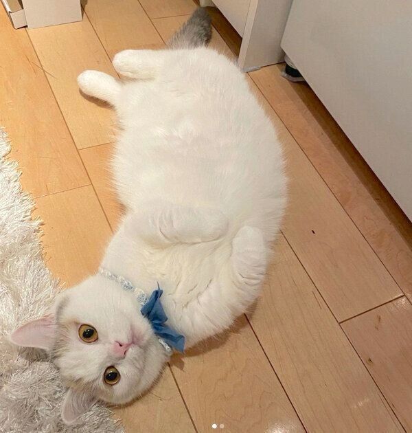 寝転がるしらすちゃん