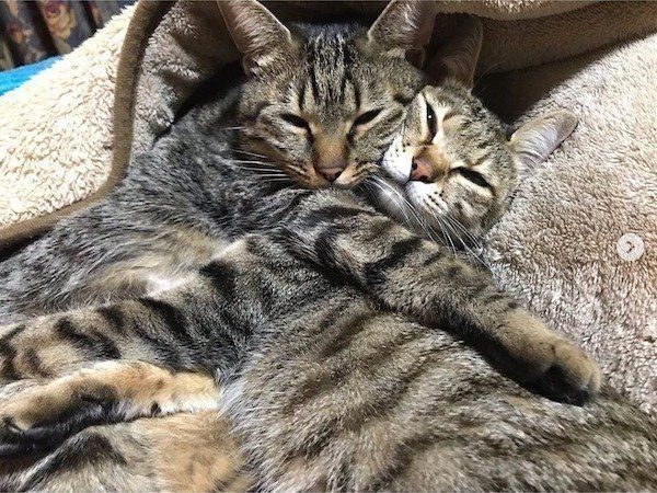 寝相が悪いニャンコ