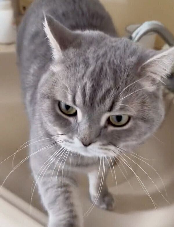 飼い主さんを洗面台まで案内するいわしくん