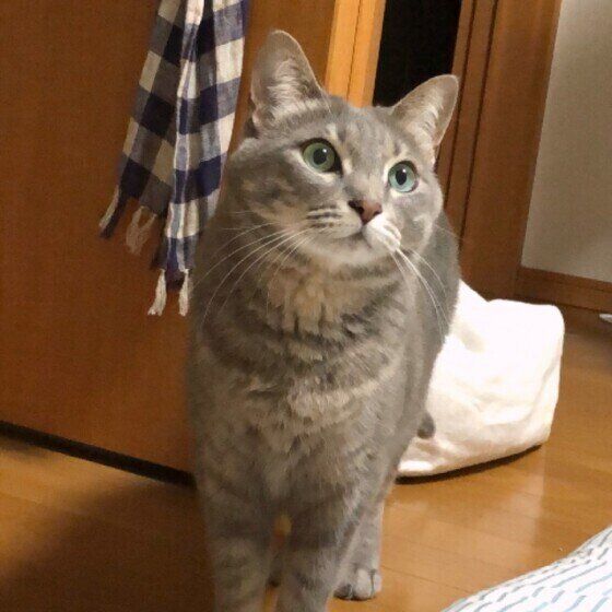 遊んでほしそうについてくるサバトラ猫